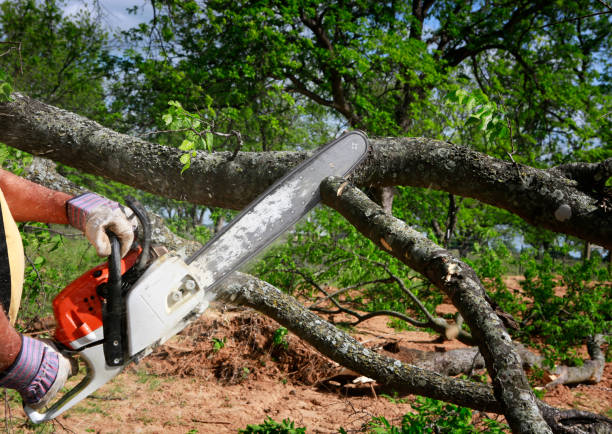 Trusted Darien, GA Tree Services Experts